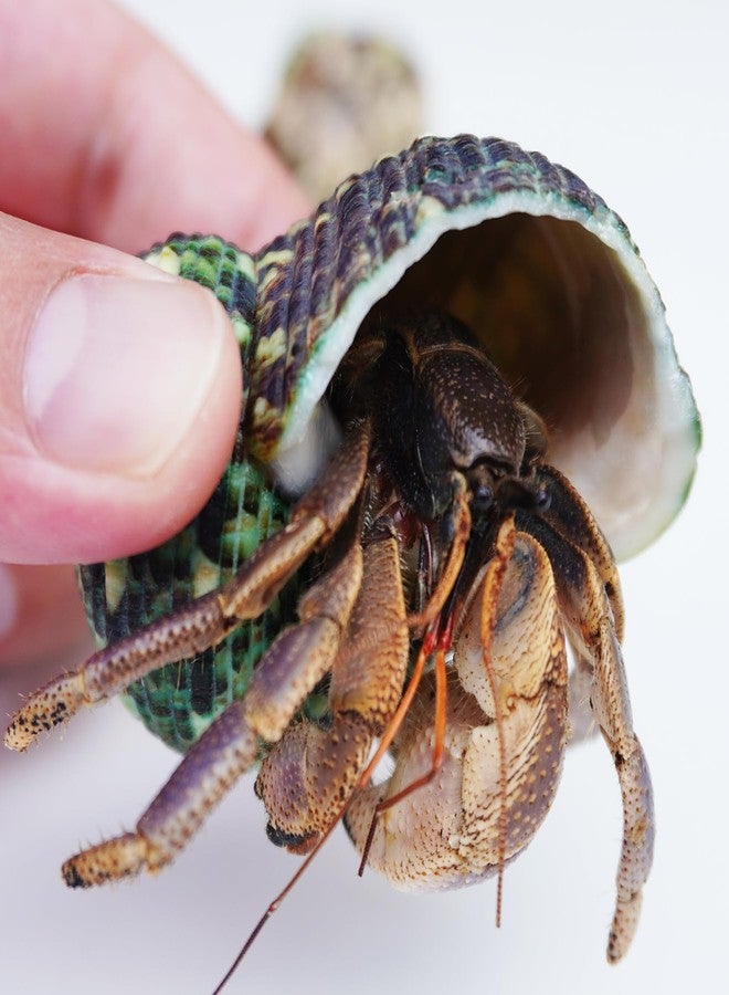 Begeterday Hermit Crab Accessories 7PCS, Include 5PCS Hermit Crab Shells, 1PCS Climbing Toy and 1PCS Hermit Crab Hideout - Image 3